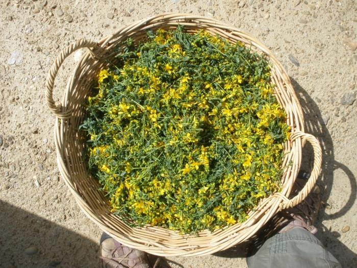 Το αποτέλεσμα του St. John's wort picking health καλάθι