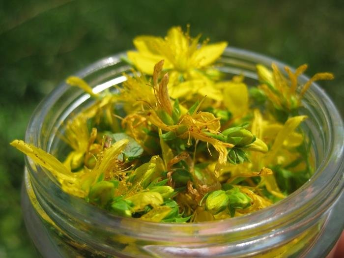 Συνταγές για την επίδραση του St. John's wort υγεία