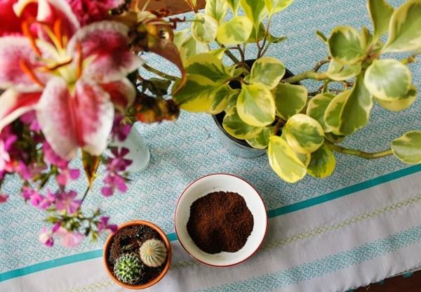 Χρησιμοποιήστε τον καφέ ως λίπασμα για φυτά και λουλούδια