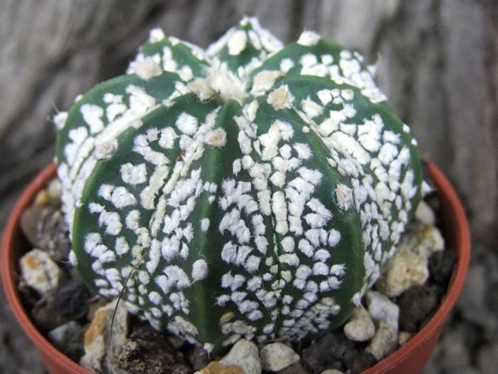 είδη κάκτων Ιδέες διακόσμησης Astrophytum