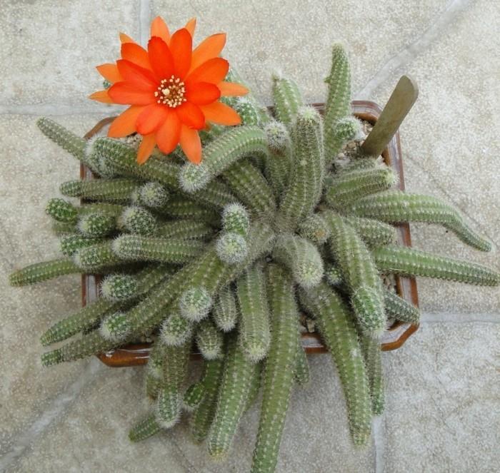 είδη κάκτων Λουλούδι Chamaecereus