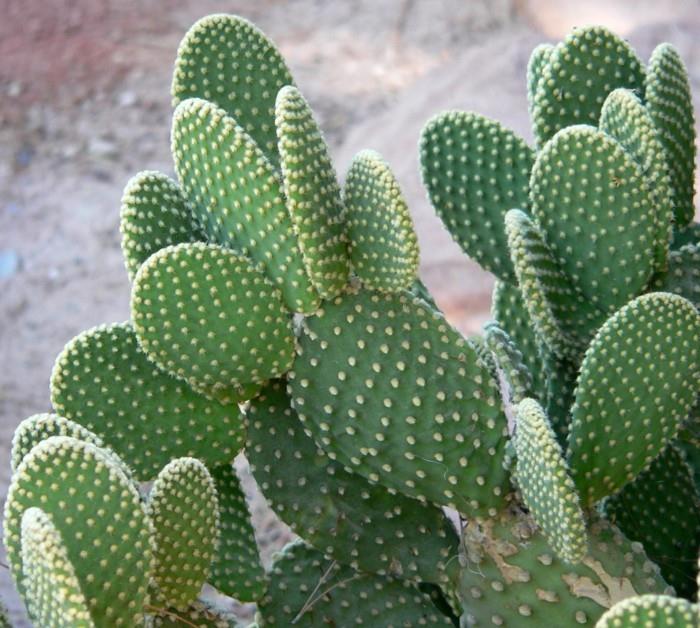 κάκτοι Opuntia απέτυχαν