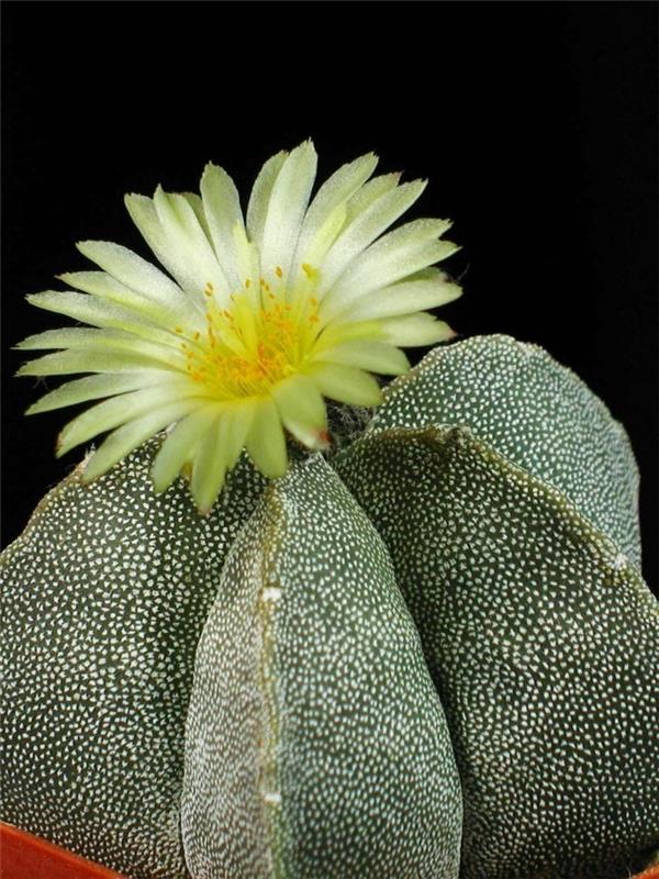 είδη κάκτων Άνθος φυτών Astrophytum