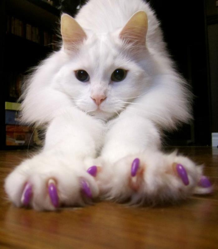 Οι γάτες μεγαλώνουν οικόσιτες γάτες κρατώντας καπάκια με νύχια