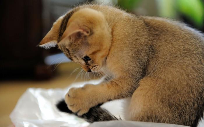 αυξήστε τις άκρες των γατών οικιακές γάτες αστείες εικόνες γάτας