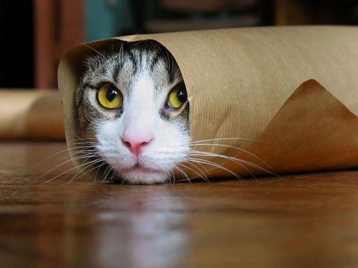 αυξήσει τις γάτες συμβουλές οικιακές γάτες στάση αστείες εικόνες γάτας