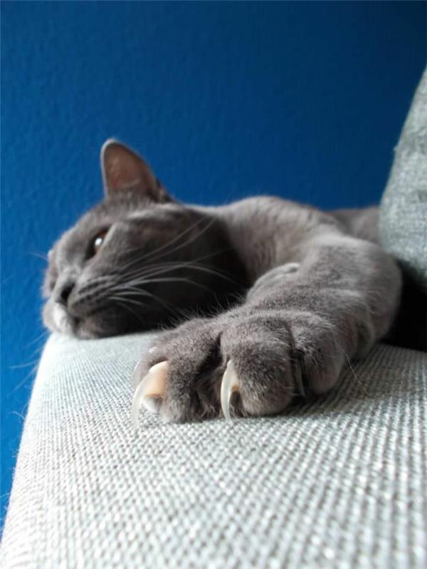 αύξηση γατών συμβουλές έπιπλα γάτας νύχια γάτας