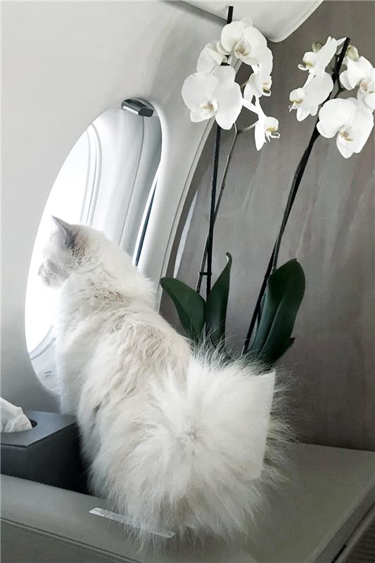 αεροπλάνο cat lagerfeld