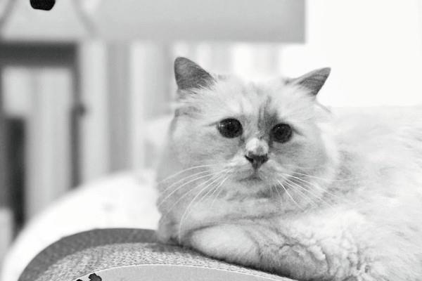 cat by karl lagerfeld υπέροχη φωτογραφία choupette