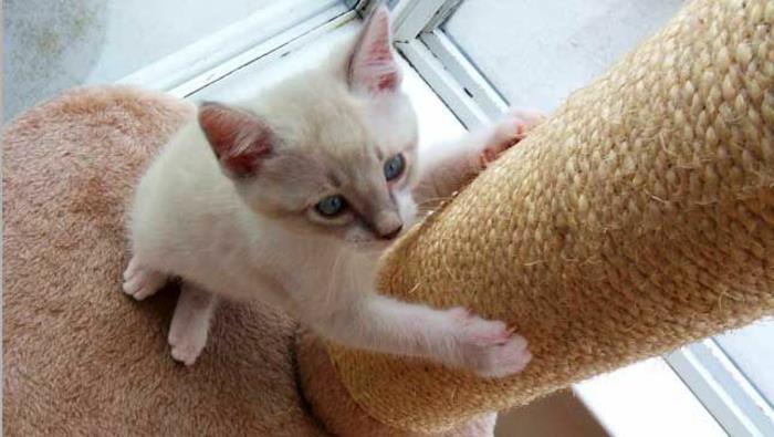 Οι γάτες εκπαιδεύουν το ξύσιμο σχεδιασμού μετά την οικιακή εκτροφή γατών