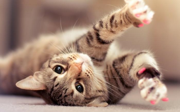 αυξήσει γάτες εγχώριες γάτες στάση νύχια νύχια καπάκια ροζ