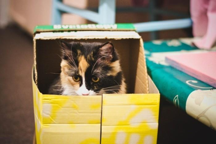 Φτιάξτε το δικό σας σπίτι για γάτες από χαρτόνι από χαρτόνι από γλυκό από χαρτόνι