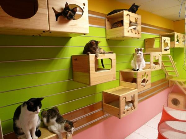 γάτα αναρρίχηση τοίχου ξύλινο κουτί και σκάλα