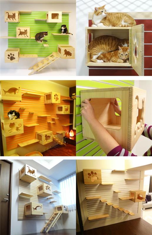 γάτα αναρρίχηση κουτί τοίχου και σκαλοπάτια