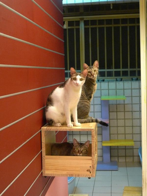 αρθρωτός τοίχος αναρρίχησης γάτας από ελαφρύ ξύλο