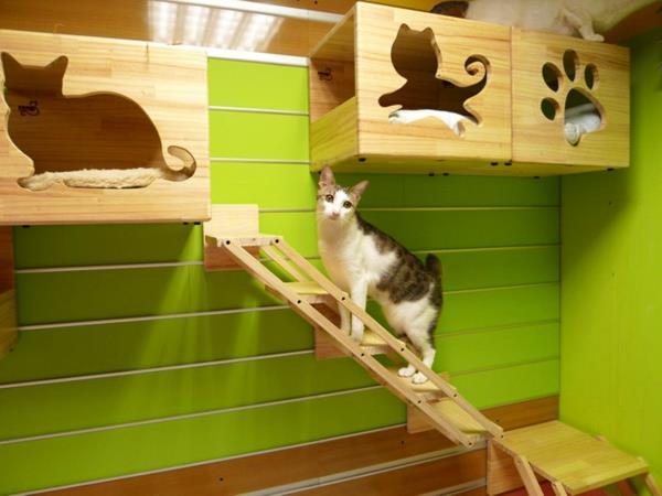 γάτα αναρρίχηση τοίχου νέον πράσινο τοίχο