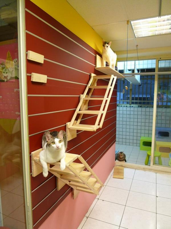 γάτα αναρρίχηση τοίχου στενά σκαλοπάτια τοίχου από ελαφρύ ξύλο