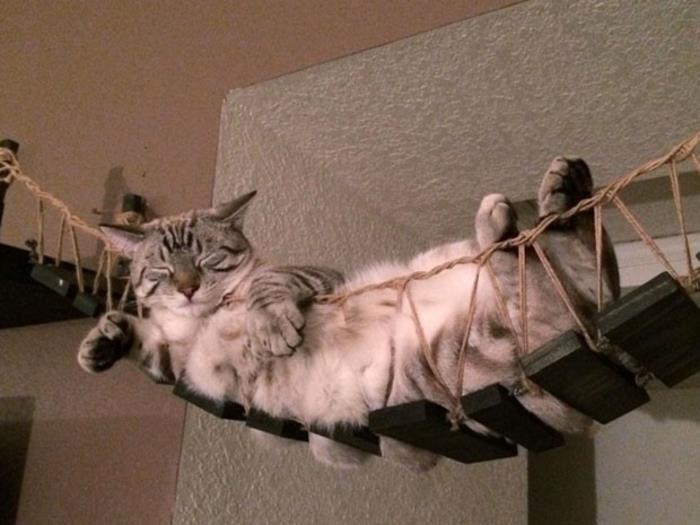 έπιπλα γάτας κρεμαστά σκαλοπάτια ξύλινα σχοινιά