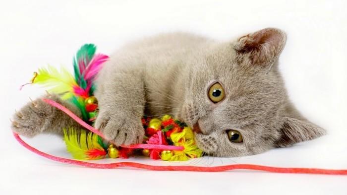 παιχνιδιάρικα γατάκια πολύχρωμα