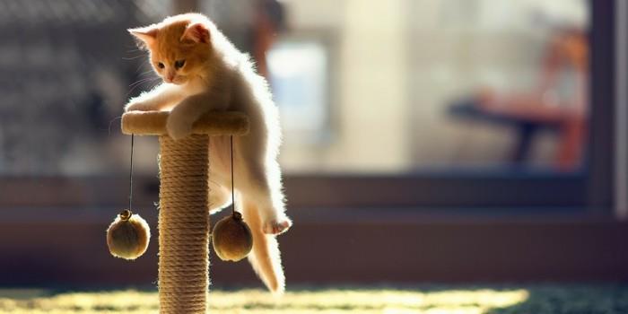 γατακι παιχνιδι τικνερ γατα δέντρο μικρή γάτα