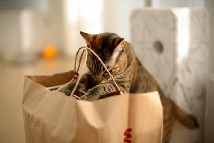 φτιάξτε μόνοι σας παιχνίδια για γάτες χάρτινη σακούλα