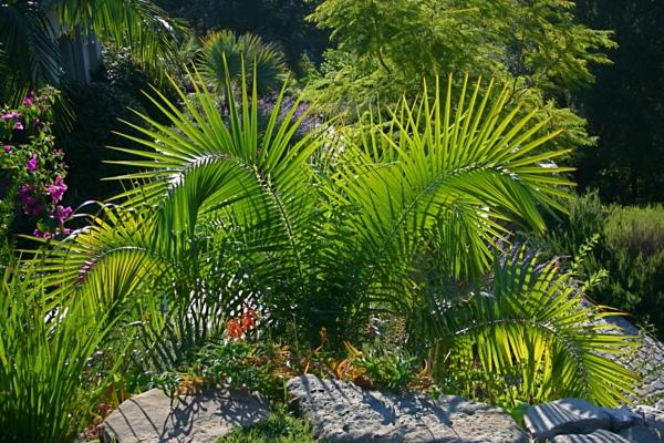 kentia palm εξωτική φύση