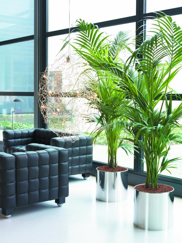 λόμπι ξενοδοχείου kentia palm