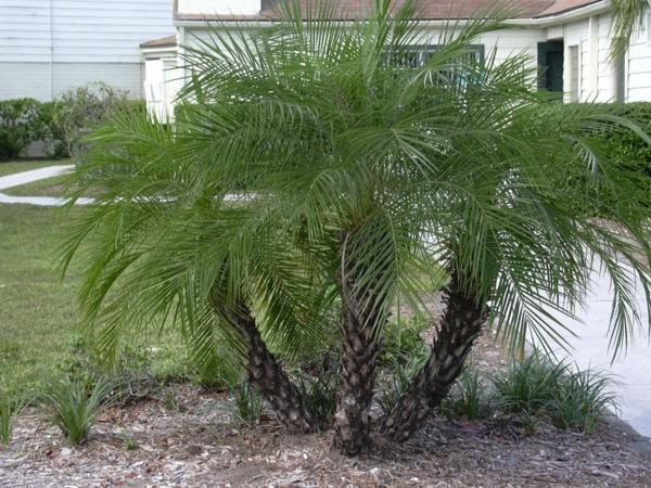 kentia palm στον κήπο