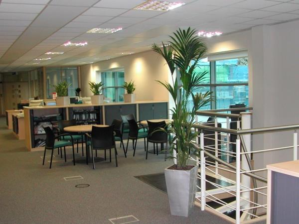 φυτά kentia palm office