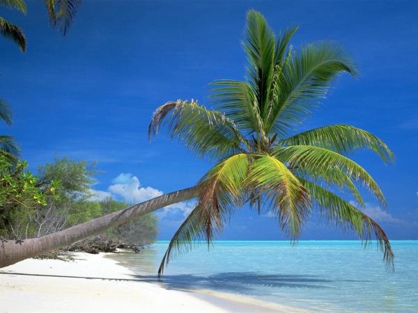 kentia palm ocean beach sky