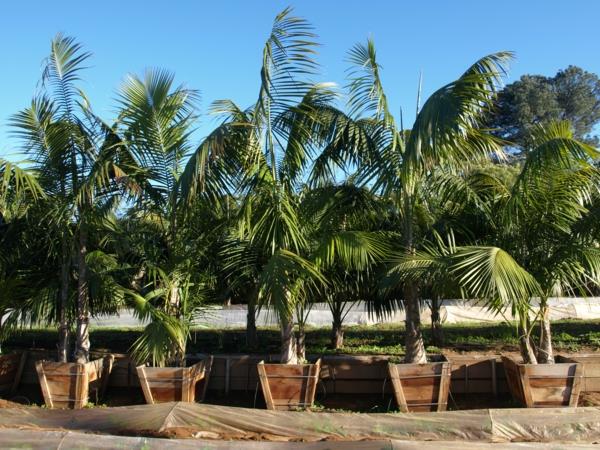 ξύλινο δοχείο kentia palm sun
