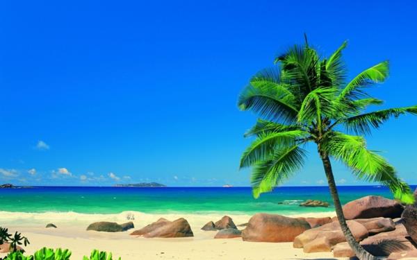 πέτρες άμμου kentia palm beach
