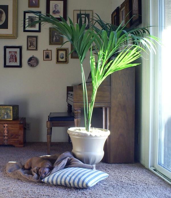 σκυλί σαλόνι kentia palm