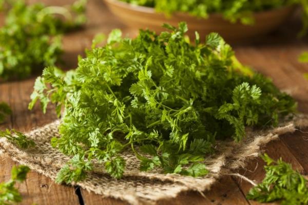 Chervil φυσικό διαλυτικό αίματος