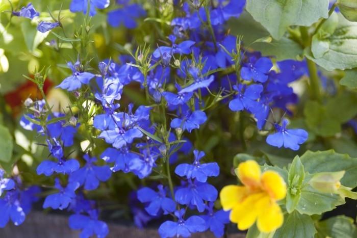 μπλε λουλούδια και κίτρινα