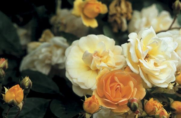 Τα τριαντάφυλλα αναρρίχησης καλλιεργούν κίτρινες λάμψεις