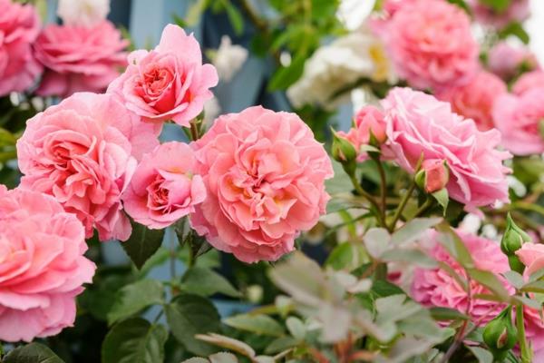 Συμβουλές φροντίδας τριαντάφυλλων αναρρίχησης