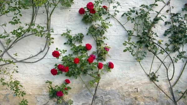 Φροντίδα σωστά για αναρρίχηση τριαντάφυλλων