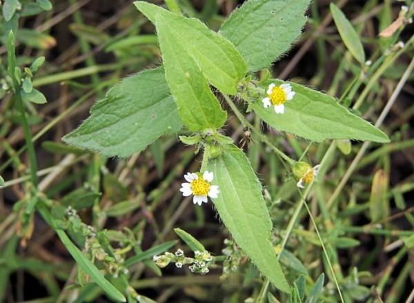 buttonwort ζιζάνια frenchweed