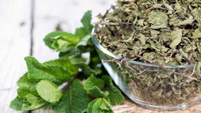 ο πονοκέφαλος ανακουφίζει τα φύλλα Melissa officinalis για τσάι