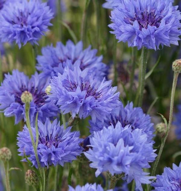 Λιβάδι μελισσών Cornflower Centaurea cyanus