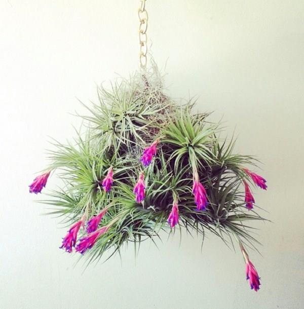 δημιουργικές ιδέες χειροτεχνίας κρεμαστά φυτά κρεμαστά φυτά μπαλκόνια λουλούδια φυτά μπαλκόνι