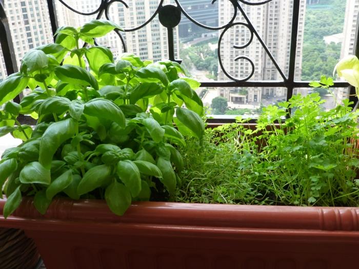 βότανο κήπο δημιουργήστε μαϊντανό γλάστρα φροντίδα σπίτι μπαλκόνι