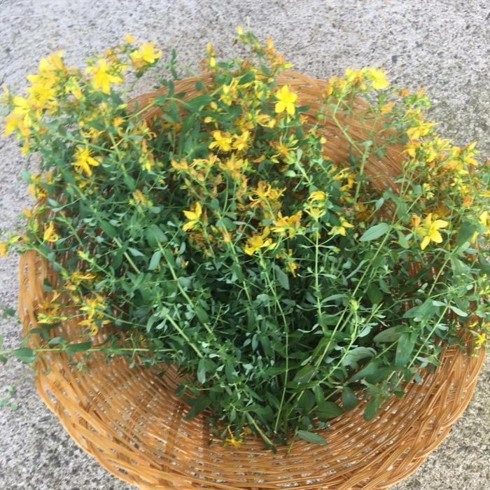 βότανο λεξικό φαρμακευτικά φυτά St. John's wort