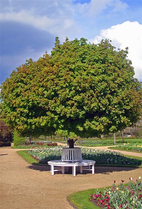 σφαίρα σφενδάμνου ασθένειες treetop γύρω από φυλλώματα πάρκο κήπο πάγκο