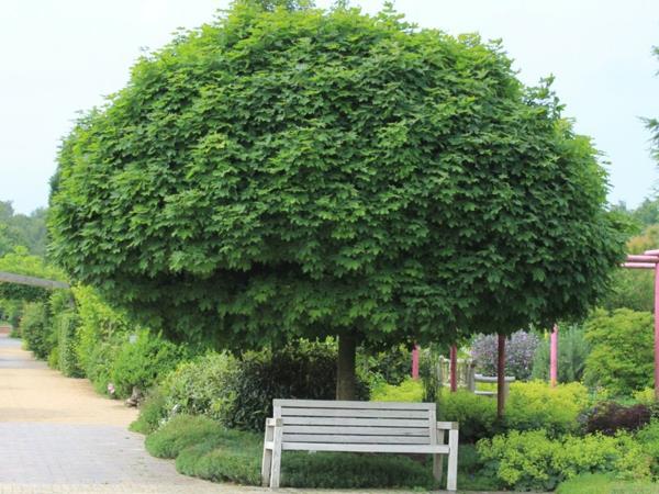 σφαίρα σφενδάμνου ασθένειες treetop φύλλωμα πάρκο