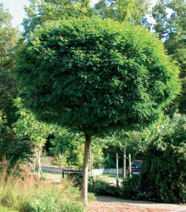 σφαίρα σφενδάμνου ασθένειες treetop γύρω φύλλα όμορφη