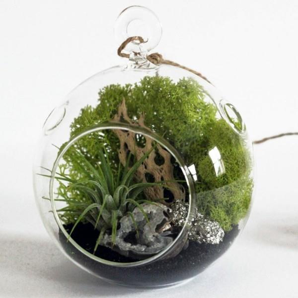 σφαιρικό φυτό terrarium