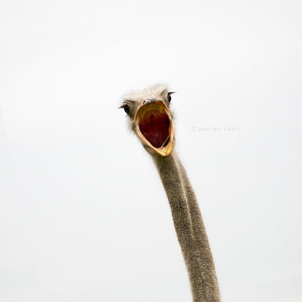 δροσερές φωτογραφίες wild life φωτογραφία marina cano