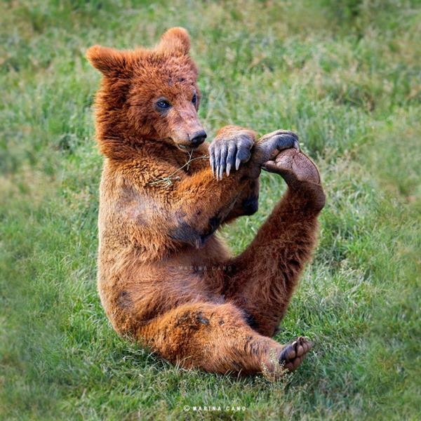 κουλτούρα τέχνης δροσερές φωτογραφίες φωτογραφία αρκούδα